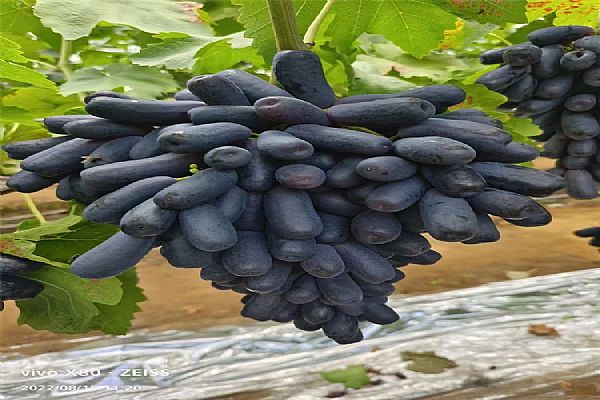 果树苗的低温暗光促眠技术