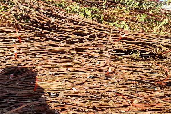 选苗木的方法和技巧