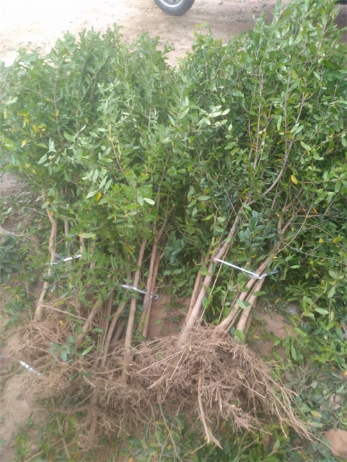 软籽石榴